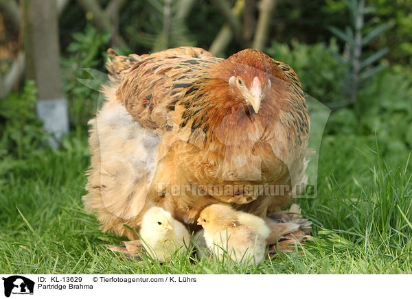 Brahma Hhner / Partridge Brahma / KL-13629