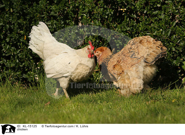 chicken / KL-15125
