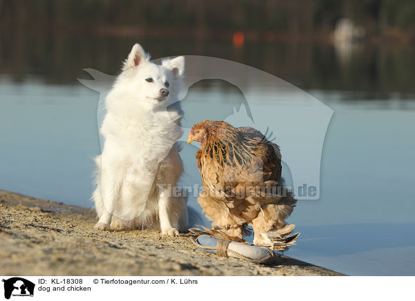 Hund und Huhn / dog and chicken / KL-18308
