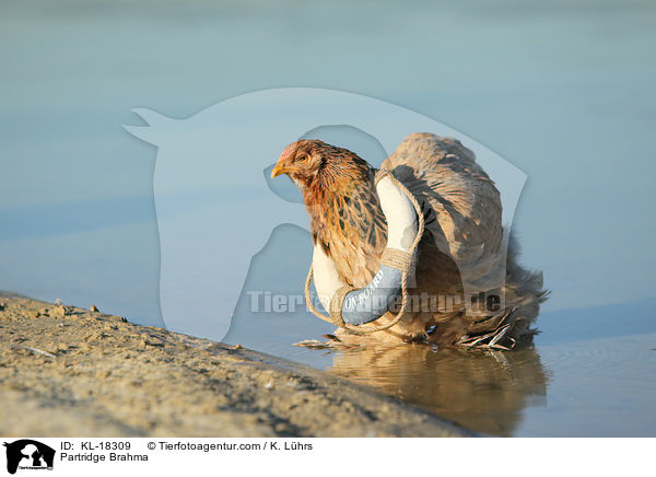 Brahma / Partridge Brahma / KL-18309