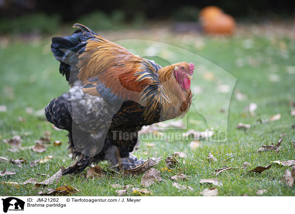 Brahma partridge / JM-21262