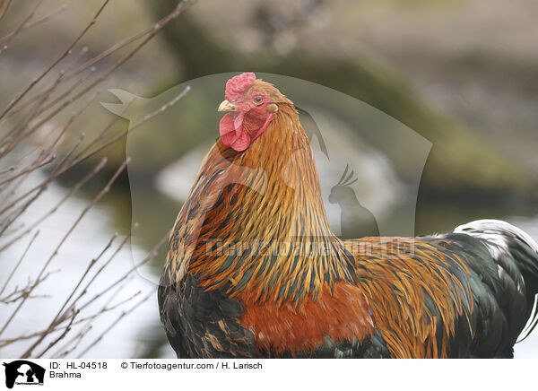 Brahma / Brahma / HL-04518