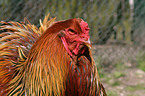 Brahma partridge