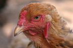 Brahma partridge