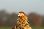 Partridge Brahma