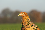 Partridge Brahma