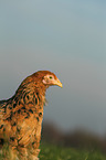 Partridge Brahma