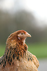 Partridge Brahma