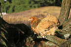 Partridge Brahma