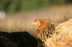 Partridge Brahma