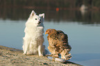 dog and chicken