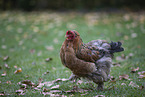 Brahma partridge