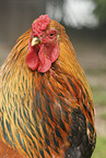 Partridge Brahma