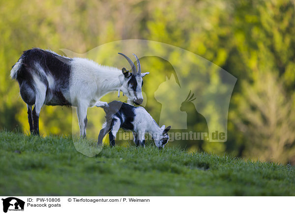 Pfauenziegen / Peacock goats / PW-10806