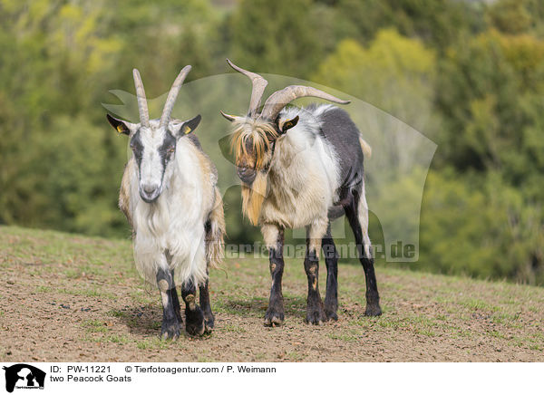 zwei Pfauenziegen / two Peacock Goats / PW-11221