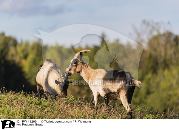 zwei Pfauenziegen / two Peacock Goats / PW-11269