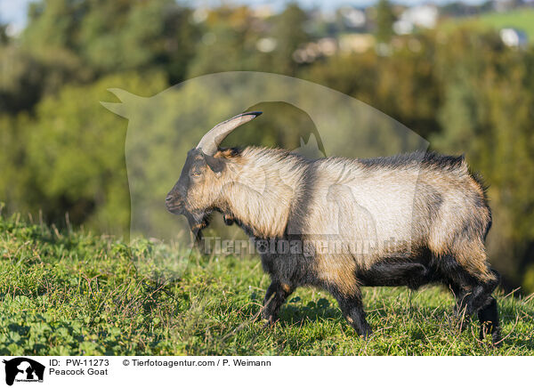 Peacock Goat / PW-11273