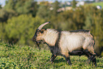 Peacock Goat