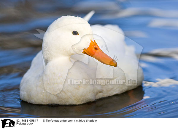 Peking duck / MBS-05817