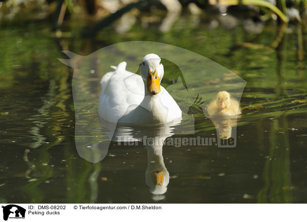 Peking ducks / DMS-08202