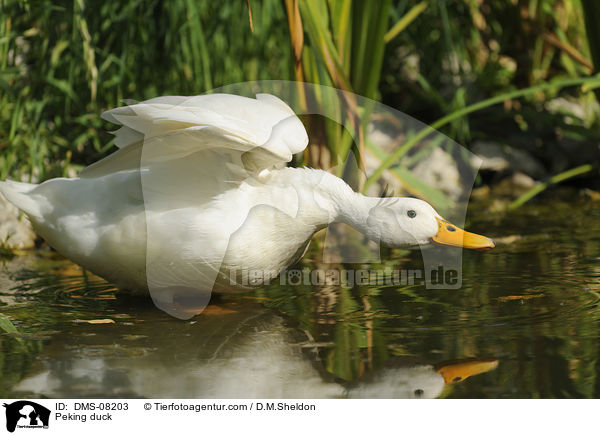 Pekingente / Peking duck / DMS-08203