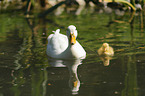 Peking ducks