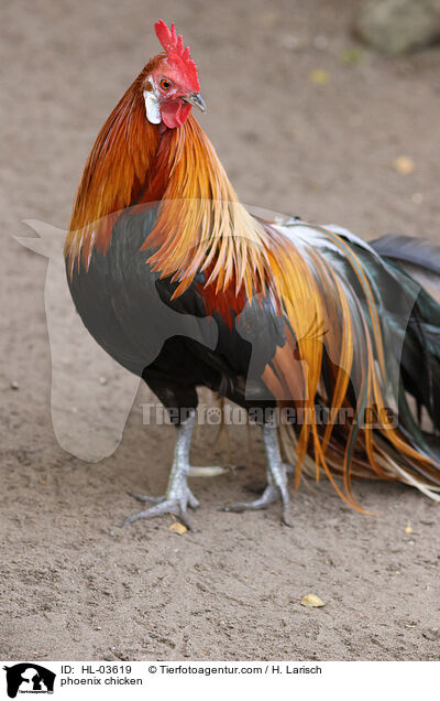 phoenix chicken / HL-03619