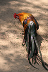 phoenix chicken