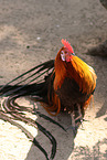 phoenix chicken