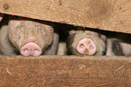 Pietrain piglets
