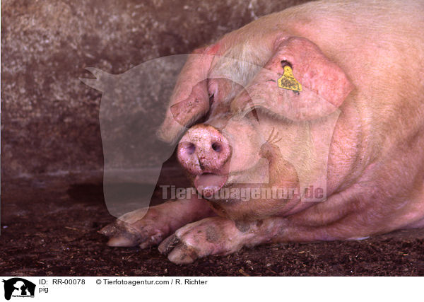 Schwein / pig / RR-00078