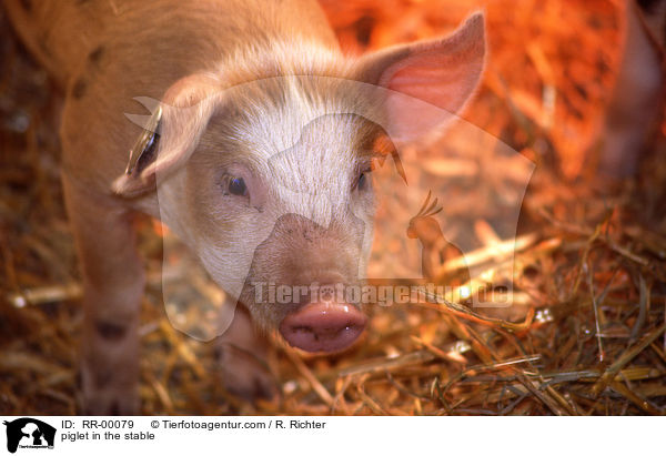 piglet in the stable / RR-00079