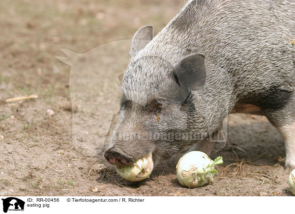 Hausschwein beim fressen / eating pig / RR-00456