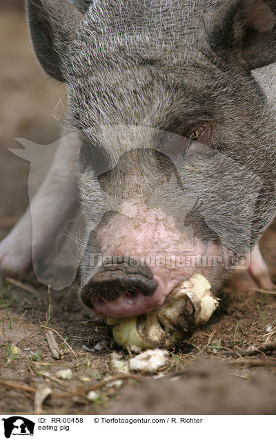 Hausschwein beim fressen / eating pig / RR-00458