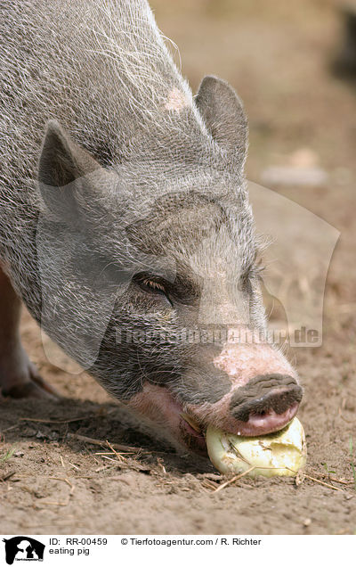 Hausschwein beim fressen / eating pig / RR-00459