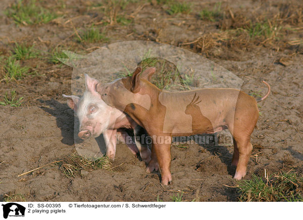 2 spielende Ferkel / 2 playing piglets / SS-00395