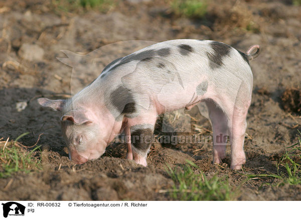 Schwein / pig / RR-00632