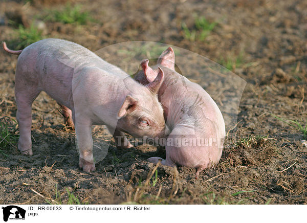Schweine / pigs / RR-00633