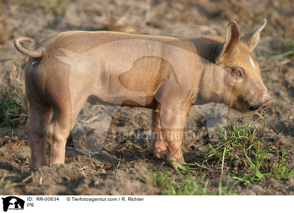 Schwein / pig / RR-00634