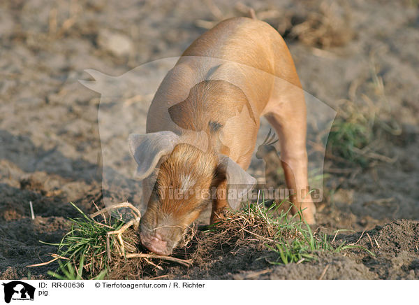 Schwein / pig / RR-00636