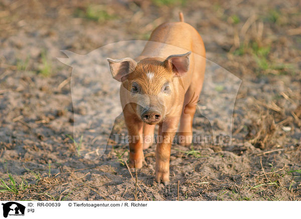 Schwein / pig / RR-00639