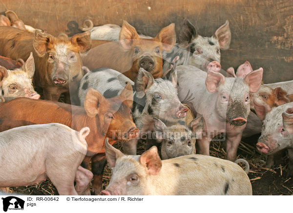 Schweine / pigs / RR-00642