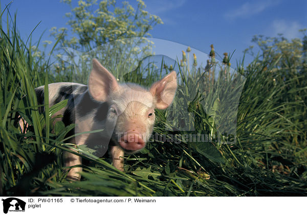 Hausschwein Ferkel / piglet / PW-01165