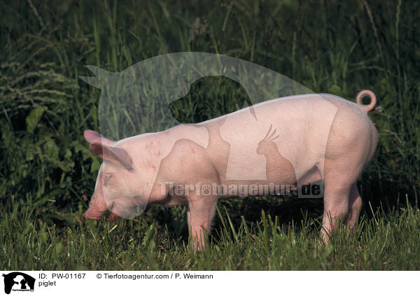 Hausschwein Ferkel / piglet / PW-01167