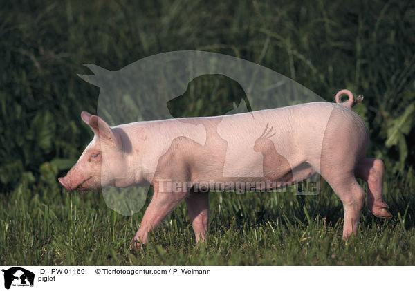 Hausschwein Ferkel / piglet / PW-01169