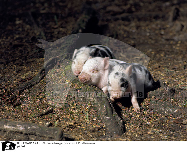 Hausschwein Ferkel / piglet / PW-01171
