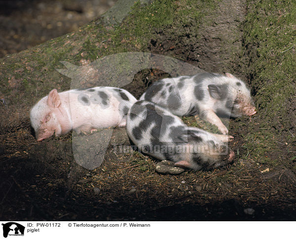 Hausschwein Ferkel / piglet / PW-01172
