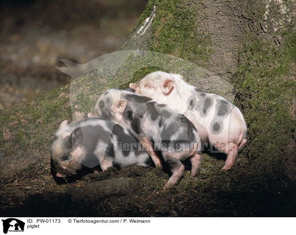 Hausschwein Ferkel / piglet / PW-01173