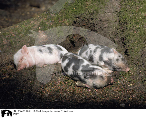 Hausschwein Ferkel / piglet / PW-01174