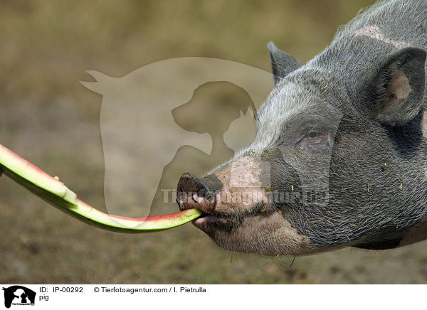 Schwein / pig / IP-00292